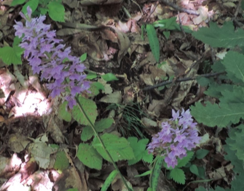 Fiore azzurro